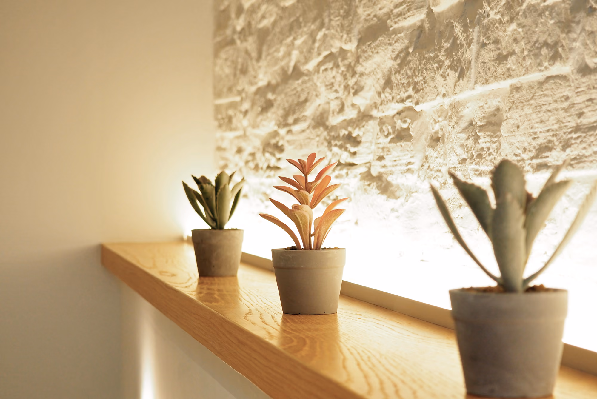 Three potted succulent plants on a wooden shelf against a textured stone wall with soft backlighting.
